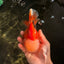 AAA Grade Red White Jade Head Oranda Male 5.5-6 inches #071026OR_29