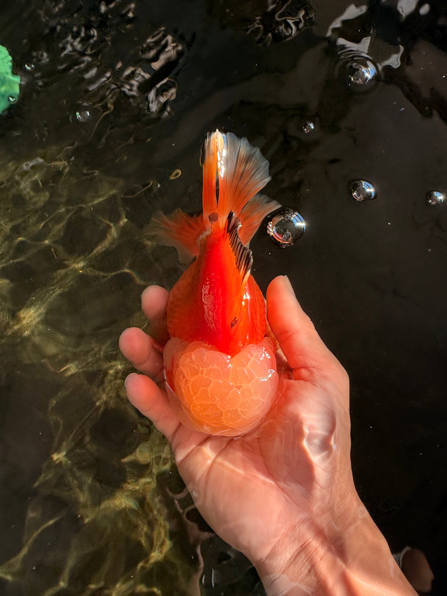 AAA Grade Red White Jade Head Oranda Male 5.5-6 inches #071026OR_29