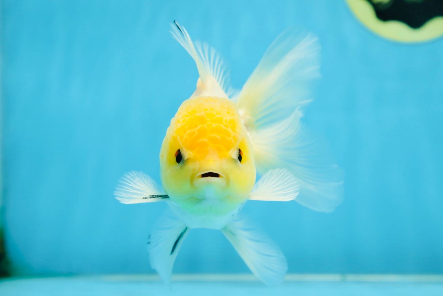 A Grade Lemonhead Button Eyes Oranda Male 5-5.5 inches #082225OR_21