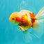A Grade Lipstick Kohaku Red White Oranda Male 5.5 inches #102326OR_19
