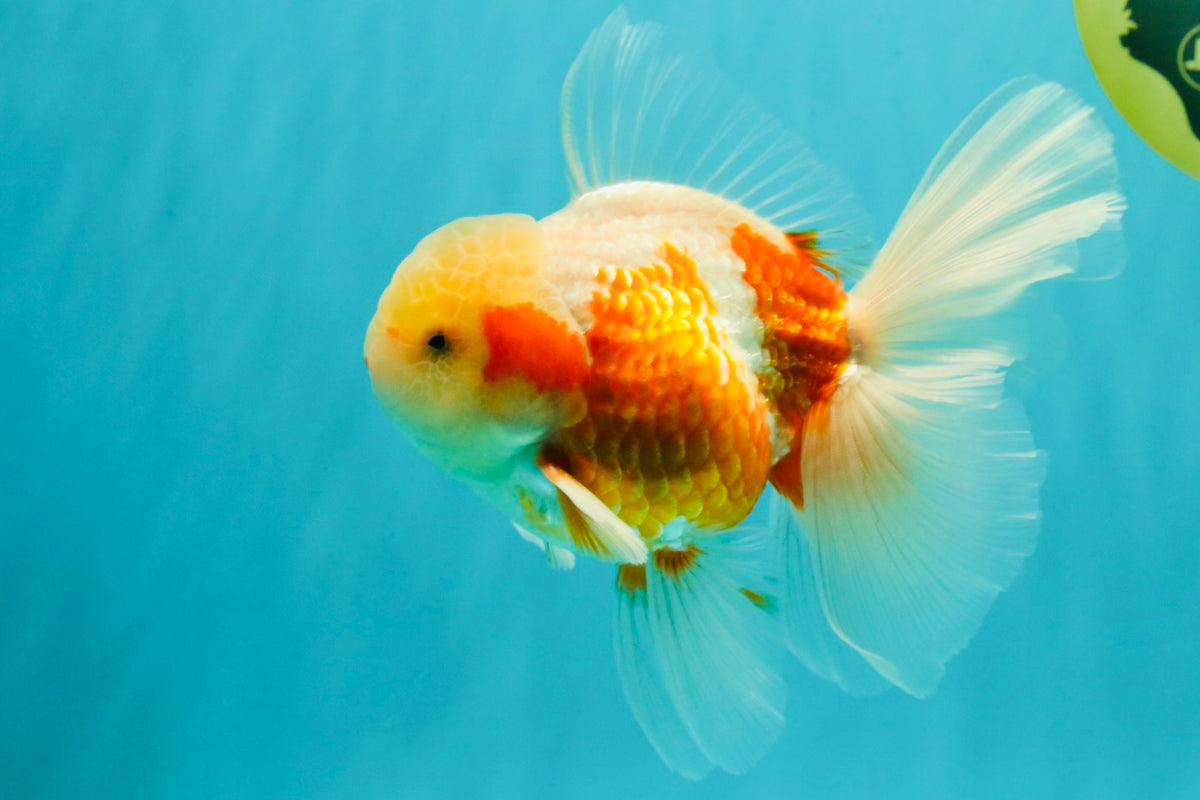 A Grade Lipstick Kohaku Red White Oranda Male 5.5 inches #102326OR_19