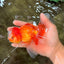 A  Grade Red White Oranda Male 5.5-6 inches #082126OR_07