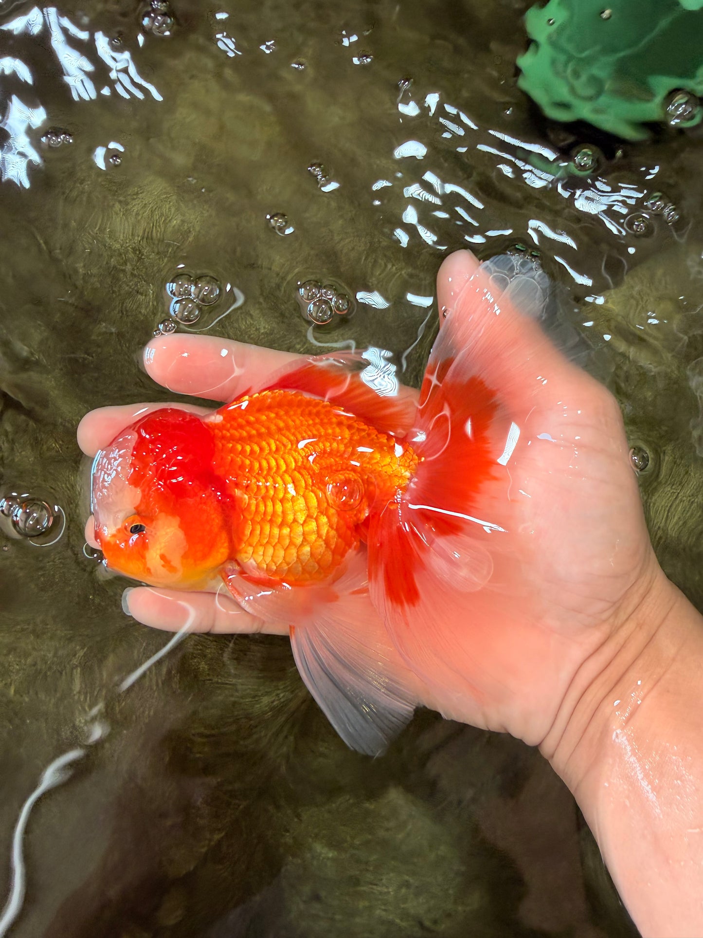A  Grade Red White Oranda Male 5.5-6 inches #082126OR_07