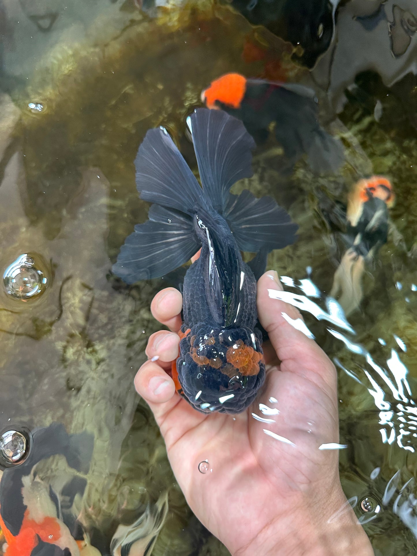 A Grade CHONKY Tricolor Oranda Male 6 inches #080125OR_26