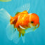 Sakura Oranda Female 5 inches #050126OR_06