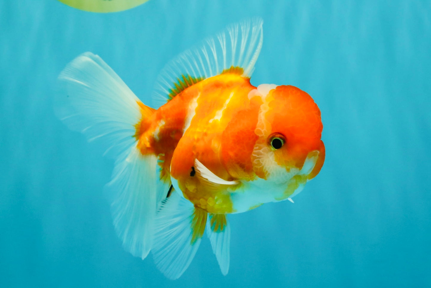 Sakura Oranda Female 5 inches #050126OR_06
