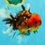 A Grade Tiger Oranda Male 6-6.5 inches #072426OR_20
