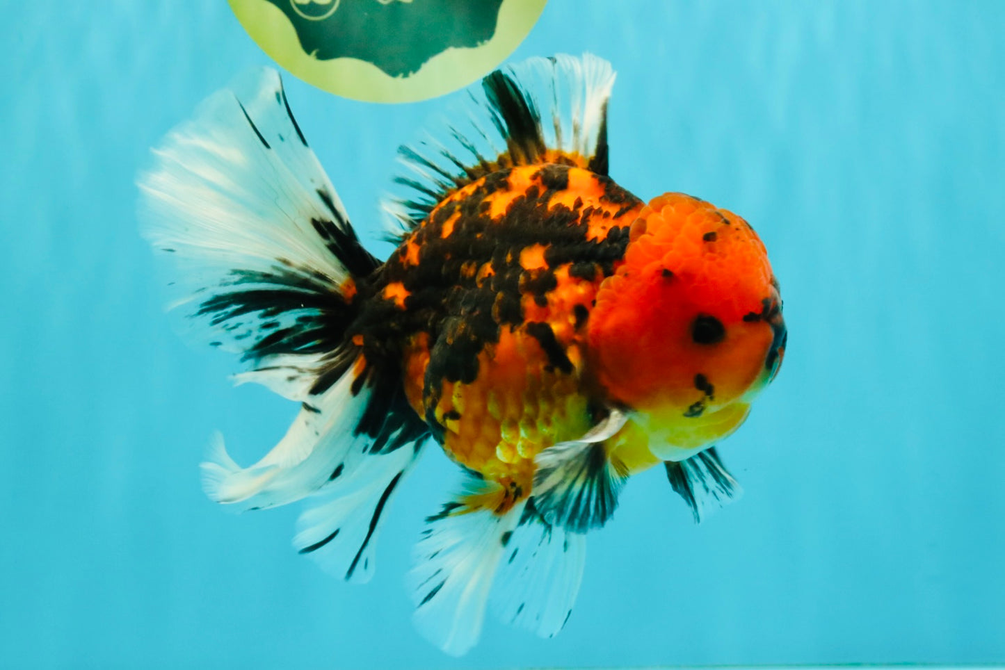 A Grade Tiger Oranda Male 6-6.5 inches #072426OR_20