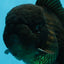AAA Grade Godzilla Black Oranda Male 5.5 inches #100325OR_11