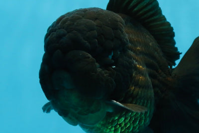 AAA Grade Godzilla Black Oranda Male 5.5 inches #100325OR_11