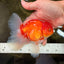 A Grade Red White Oranda Male 5.5 inches #102326OR_21
