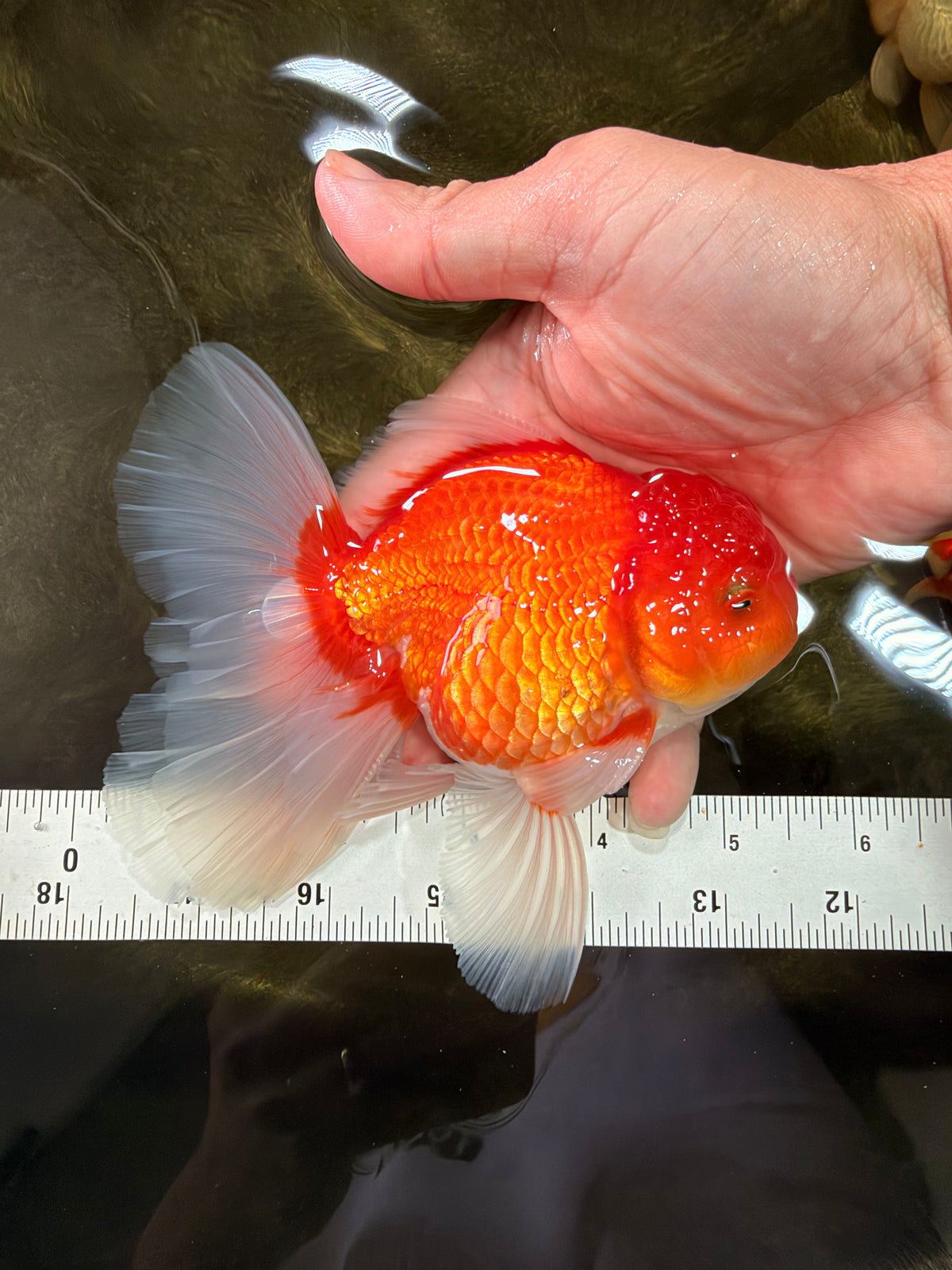 A Grade Red White Oranda Male 5.5 inches #102326OR_21