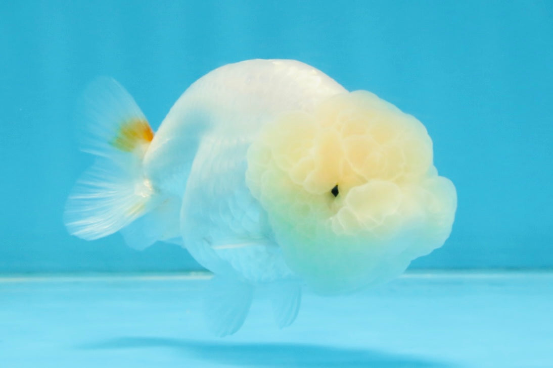 SNOW WHITE A Grade White LionQueen 3.5-4 inches #112825LC_05