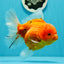 Femelle Godzilla Oranda de grade AAA de 5 à 5,5 pouces #0510OR_17