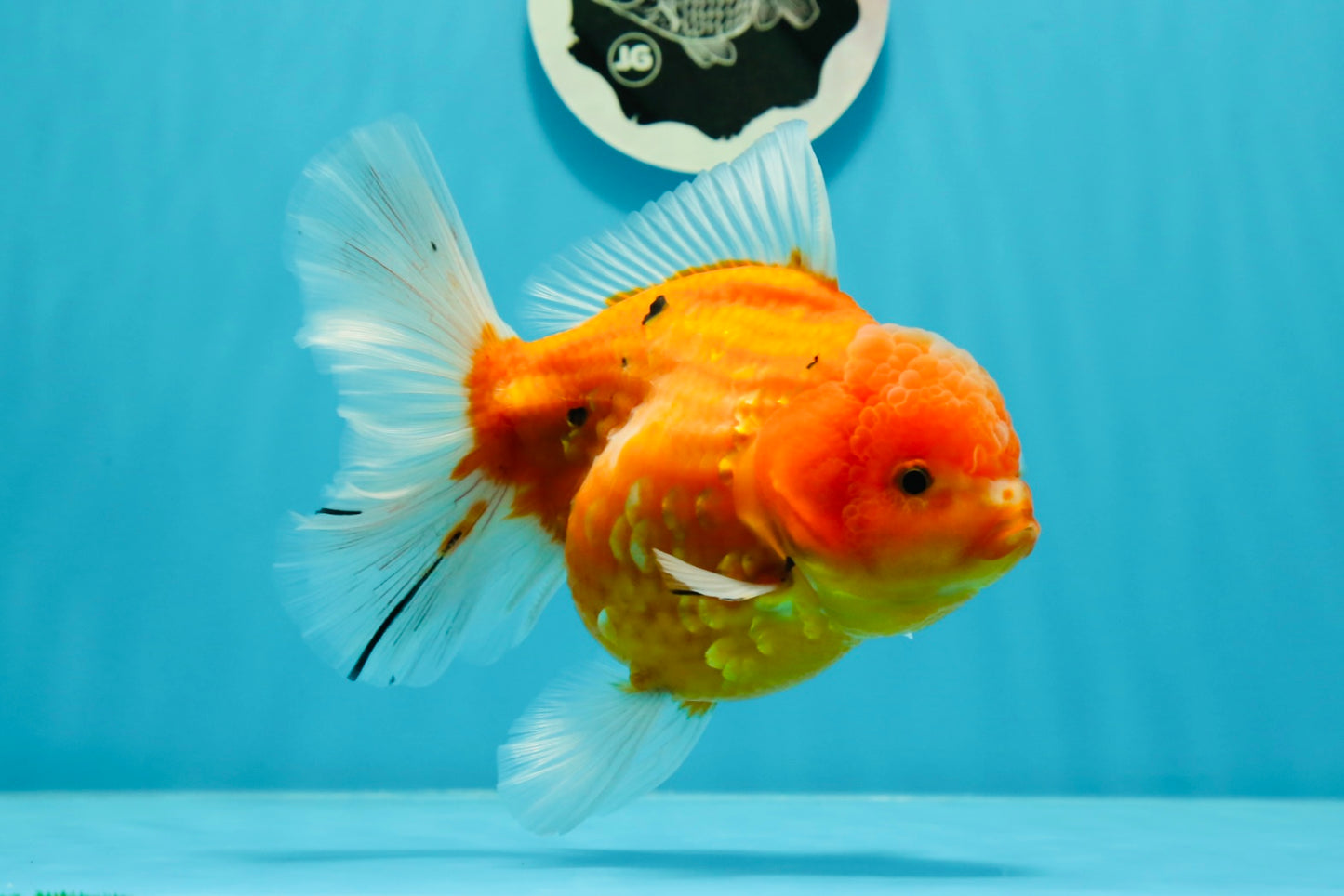 Godzilla oranda hembra joven de grado AAA de 5 a 5,5 pulgadas n.° 0510OR_17