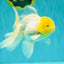 A Grade White Oranda Male 5.5-6 inches #100926OR_18