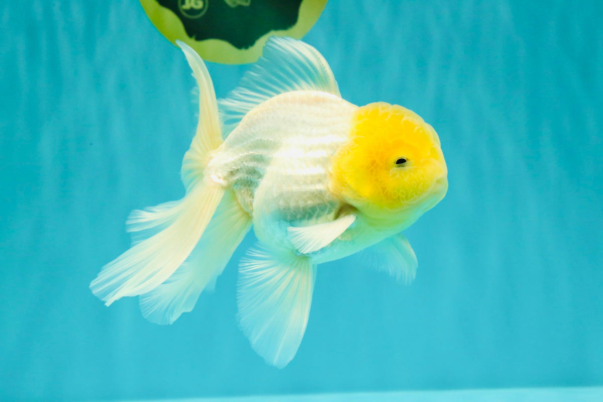 A Grade White Oranda Male 5.5-6 inches #100926OR_18