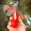 A Grade Red White Oranda Male 5.5 inches #102326OR_10