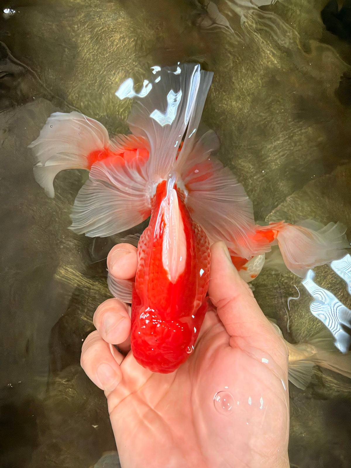 A Grade Red White Oranda Male 5.5 inches #102326OR_10