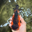 LAVA AAA Grade Apache Yuanbao Female 5.5-6 inches #092526YB_15