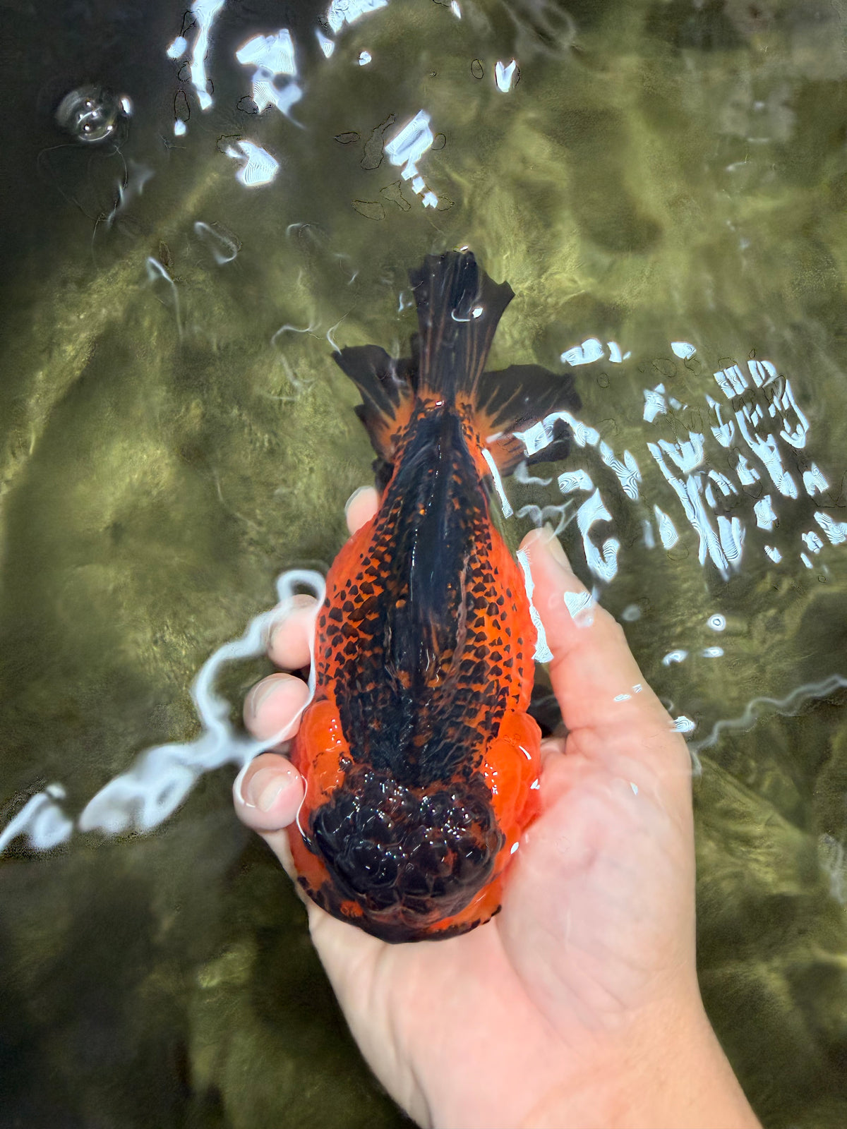 LAVA AAA Grade Apache Yuanbao Female 5.5-6 inches #092526YB_15