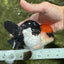 A Grade Villain Tricolor Oranda Male 5.5 inches #111524OR_30