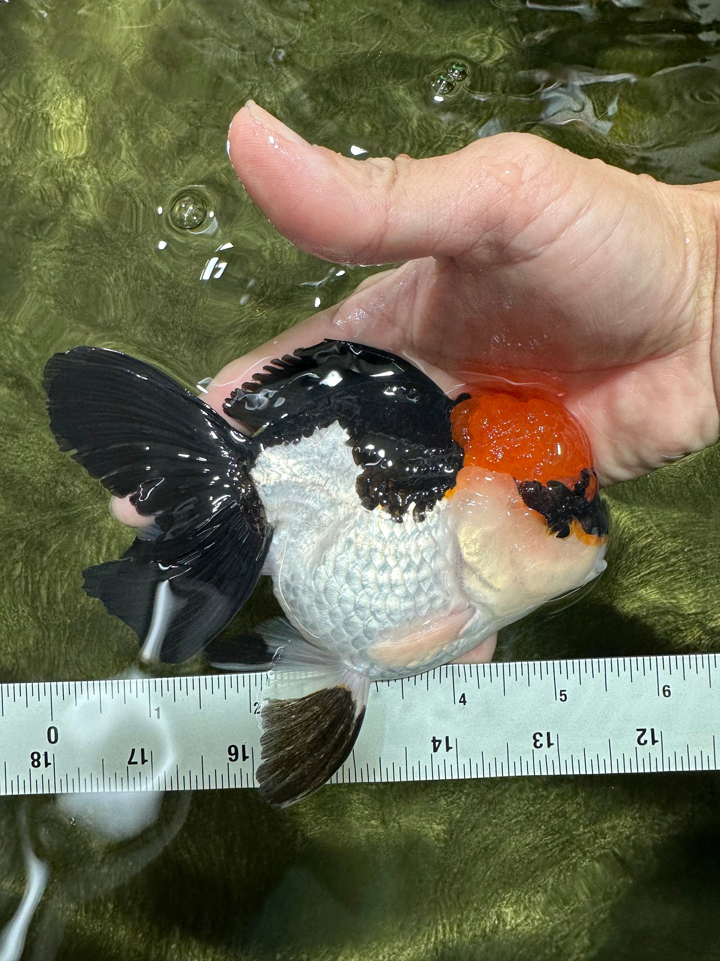 A Grade Villain Tricolor Oranda Male 5.5 inches #111524OR_30