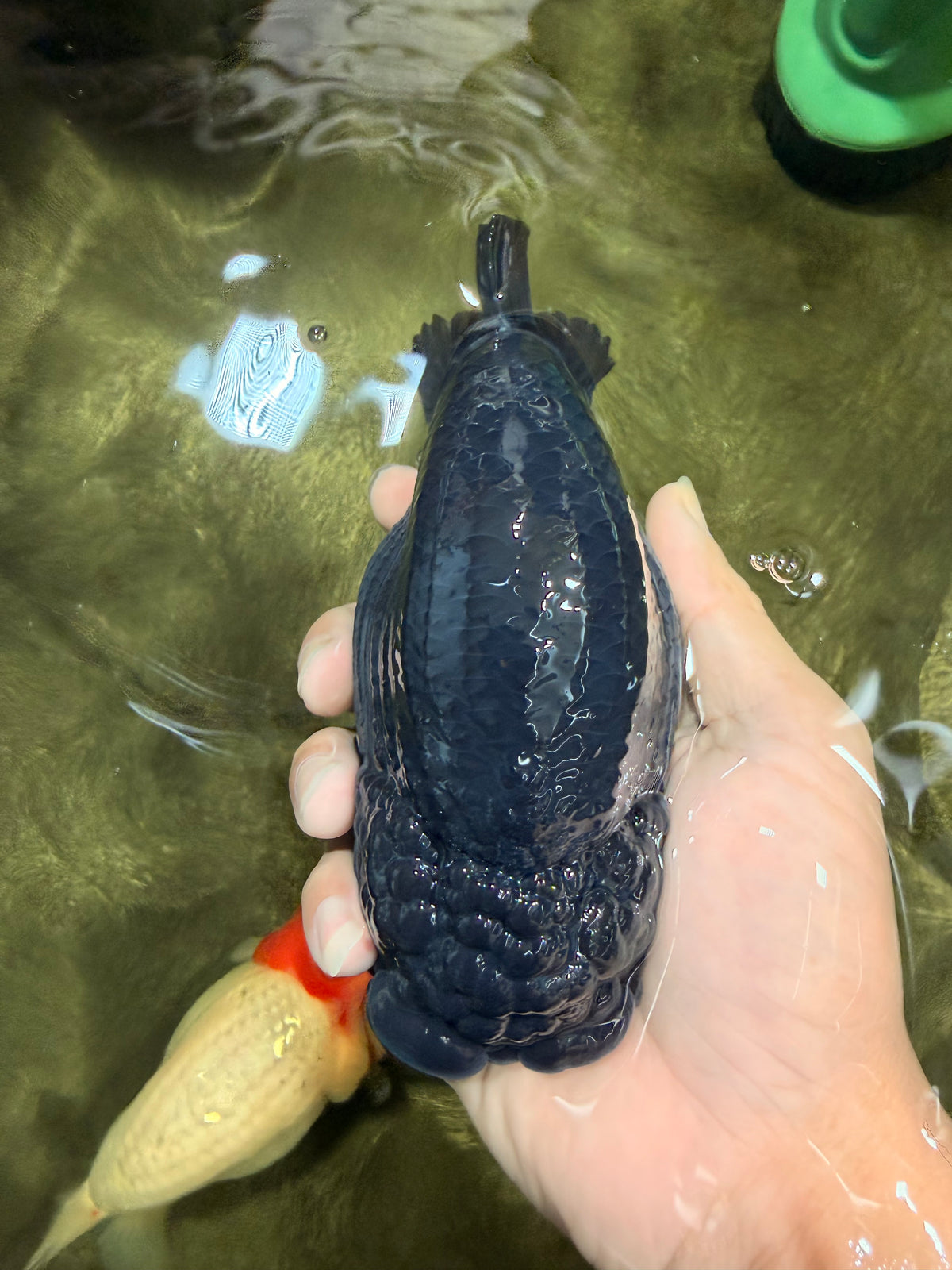 UNIQUE AAA Grade Godzilla Black LionQueen 5.5 inches #092526LC_19