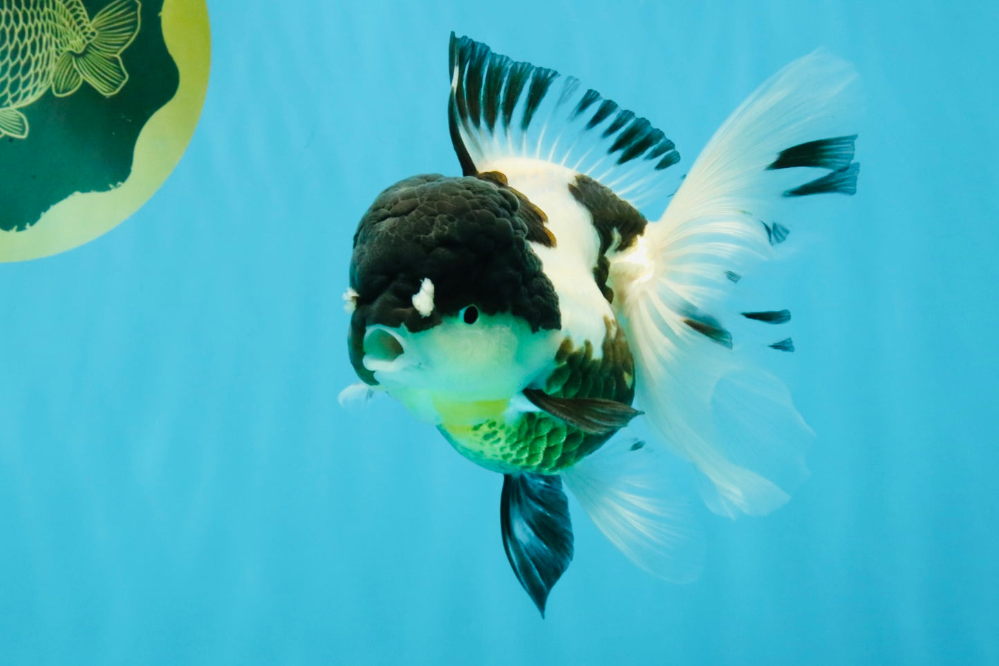 BATMAN Panda Oranda Female 5.5 inches #041026OR_09