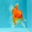 A Grade Red White Oranda Male 5.5 inches #061926OR_20