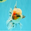 AAA Grade Marble Oranda Male 6-6.5 inches #071026OR_37