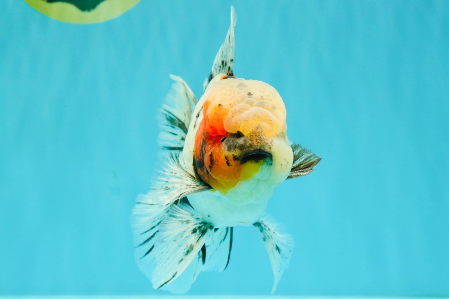AAA Grade Marble Oranda Male 6-6.5 inches #071026OR_37