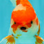 A Grade Red White Oranda Male 5.5  inches #073126OR_10