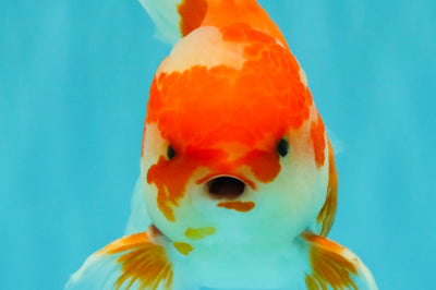 A Grade Red White Oranda Male 5.5  inches #073126OR_10