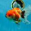 A Grade Flowy Sakura Oranda Female 6 inches #062025OR_22