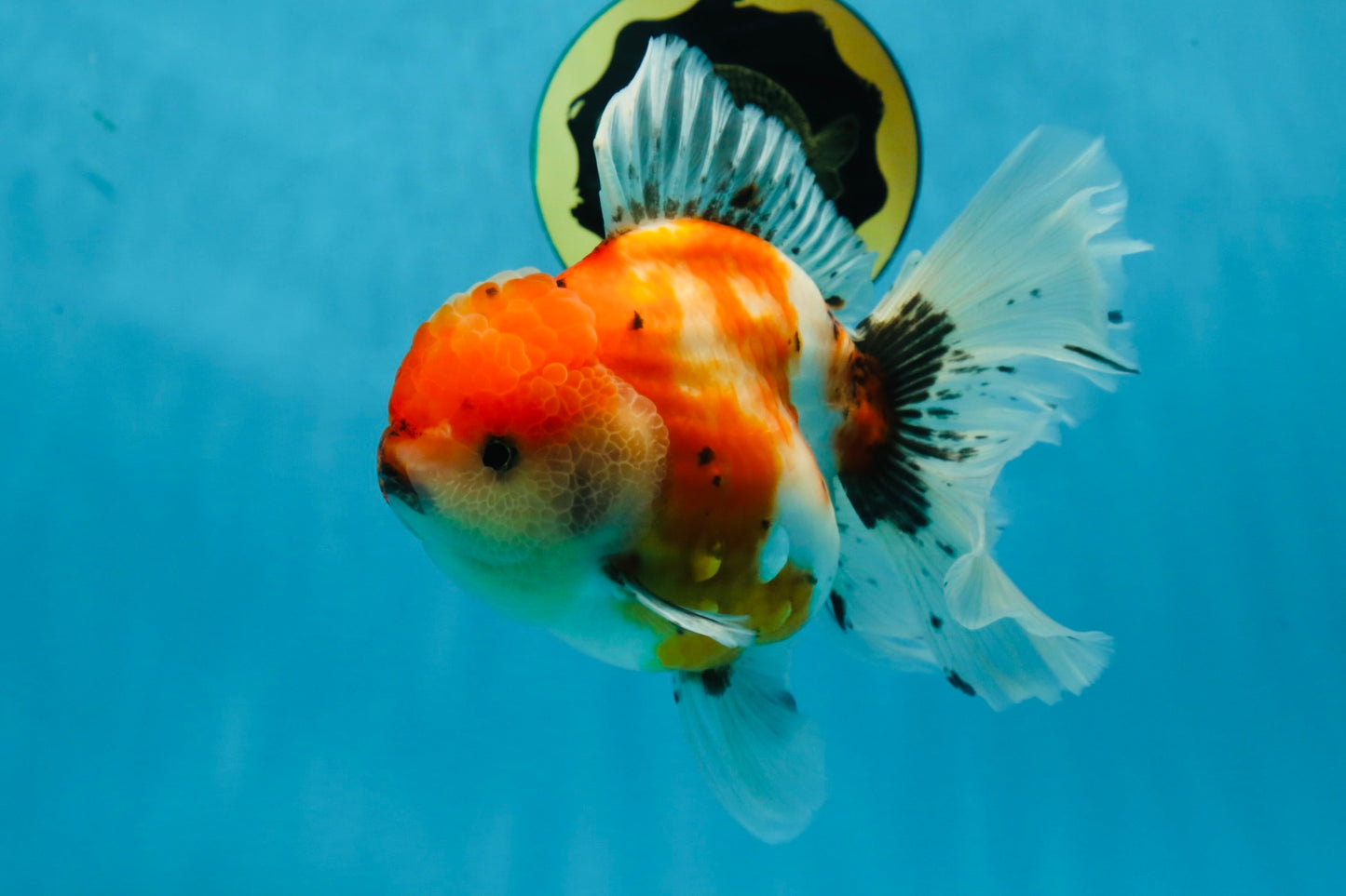 A Grade Flowy Sakura Oranda Female 6 inches #062025OR_22