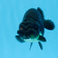 AAA Grade Black Gold Special Buffalo Ranchu 3.5-4 inches #0706RC_30