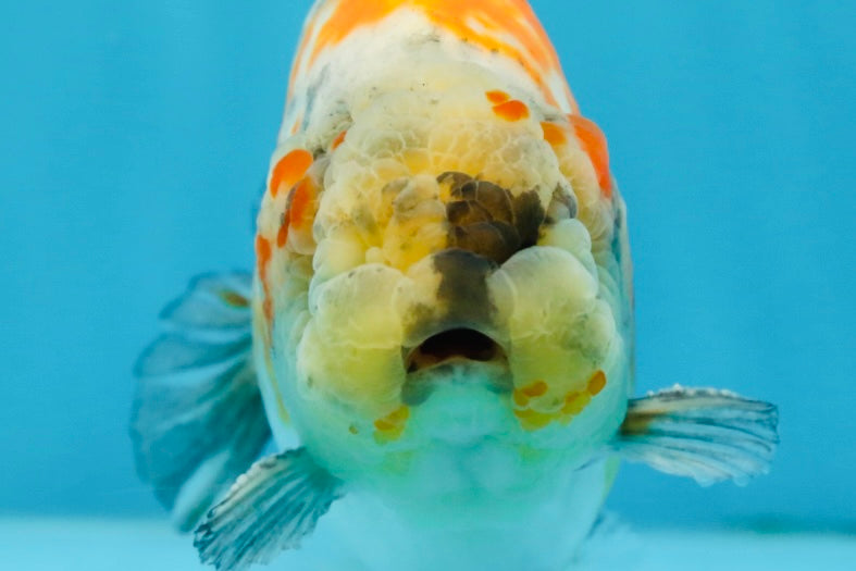 A Grade Chubby Tricolor Marble LionKing 4.5-5 inches #071125LC_04