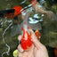 Red White Oranda Male 5 inches #101626OR_05