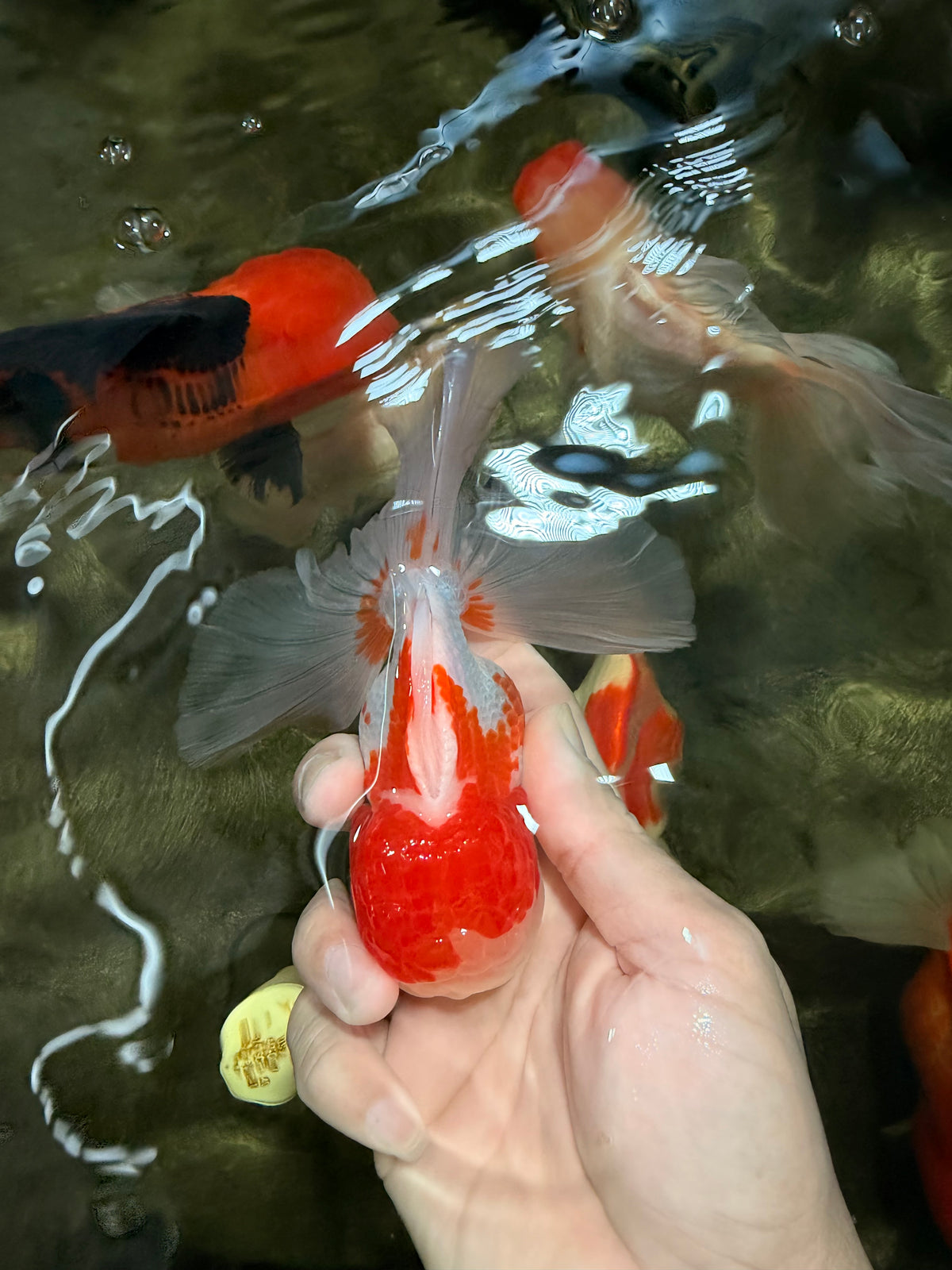 Red White Oranda Male 5 inches #101626OR_05