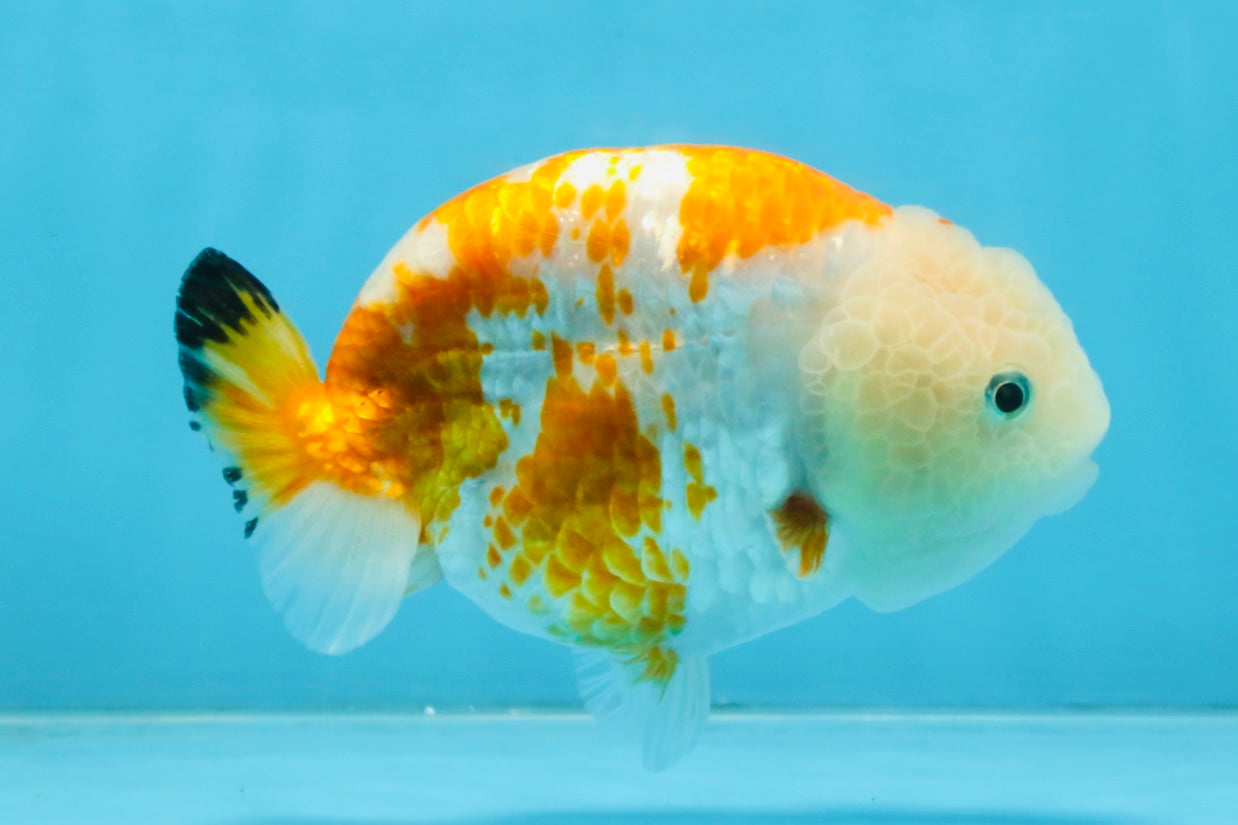 CHUBBY AAA Grade Kohaku Sakura LionQueen 4.5 inches #112825LC_01