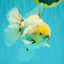 A Grade Marble Oranda Male 5.5-6 inches #062626OR_31