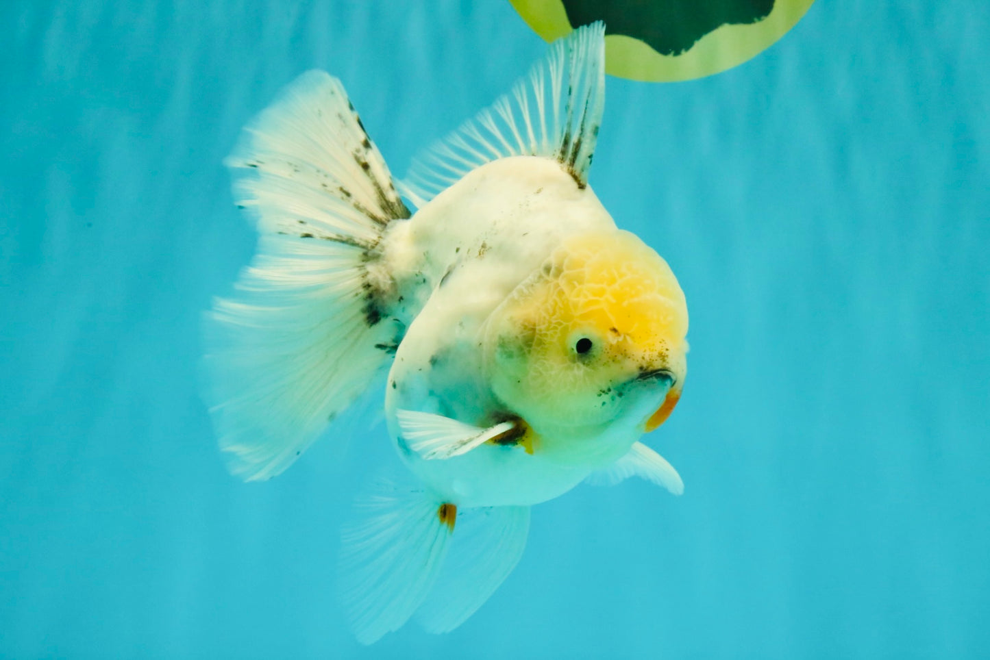 A Grade Marble Oranda Male 5.5-6 inches #062626OR_31