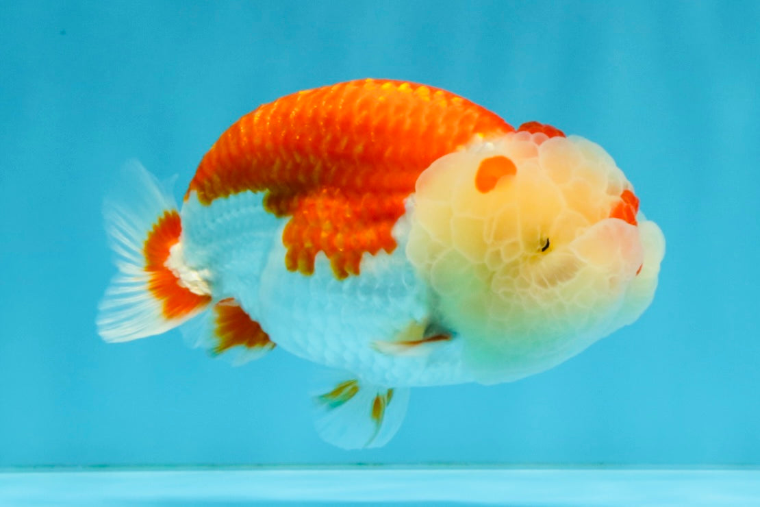 BIG WEN A Grade Red White LionQueen 4.5 inches #041026LC_15