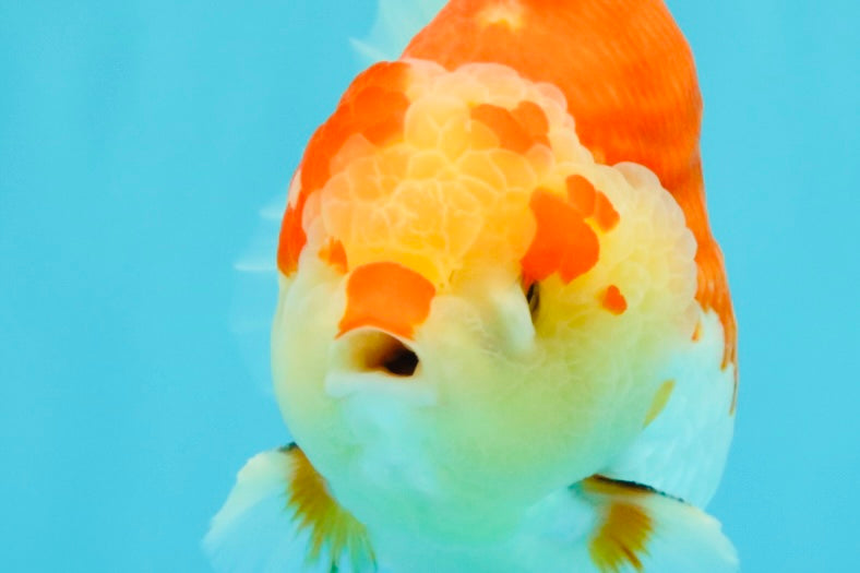 AAA Grade Godzilla Red White Yuanbao Male 5-5.5 inches #031326YB_20