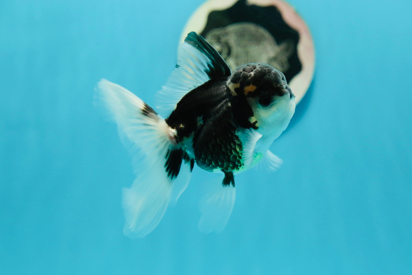 Panda Oranda Male 3.5 inches #1004OR_28