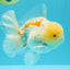 AAA Grade Red White Oranda Male 6 inches #030626OR_17