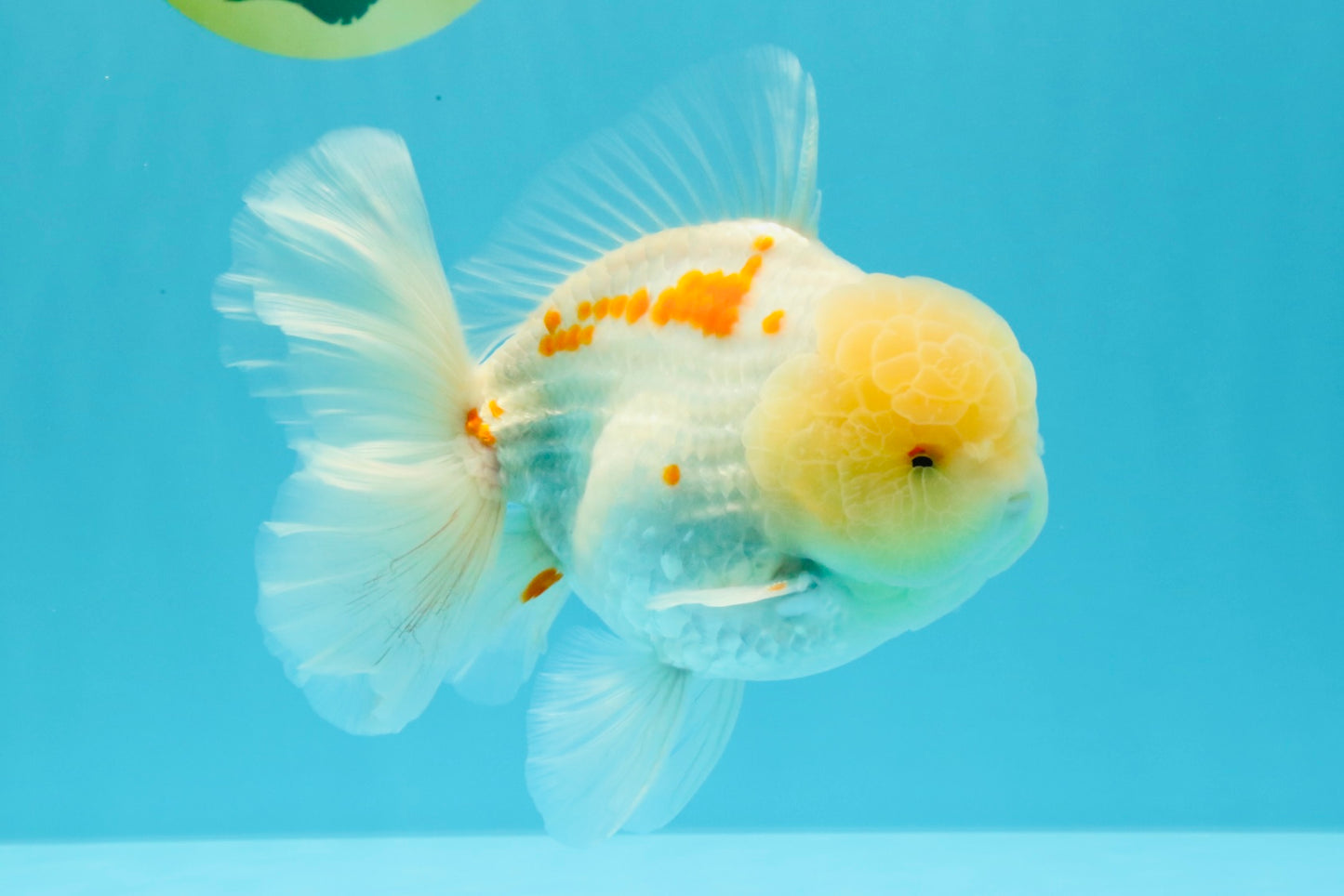 AAA Grade Red White Oranda Male 6 inches #030626OR_17