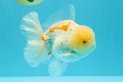 AAA Grade Red White Oranda Male 6 inches #030626OR_17