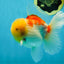 AAA Grade Sakura Oranda Male 4.5 inches #050925OR_52